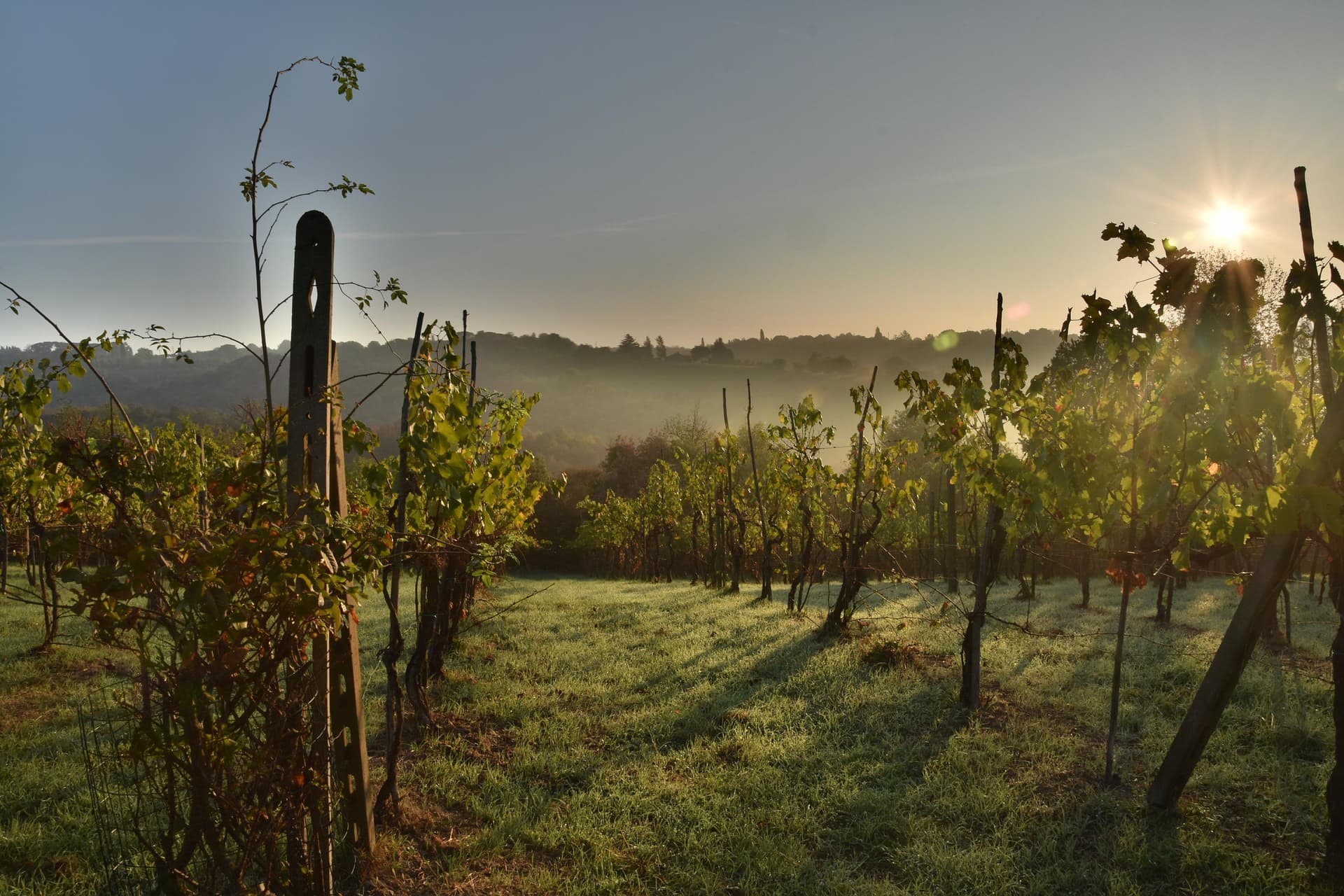 wine italy tuscany